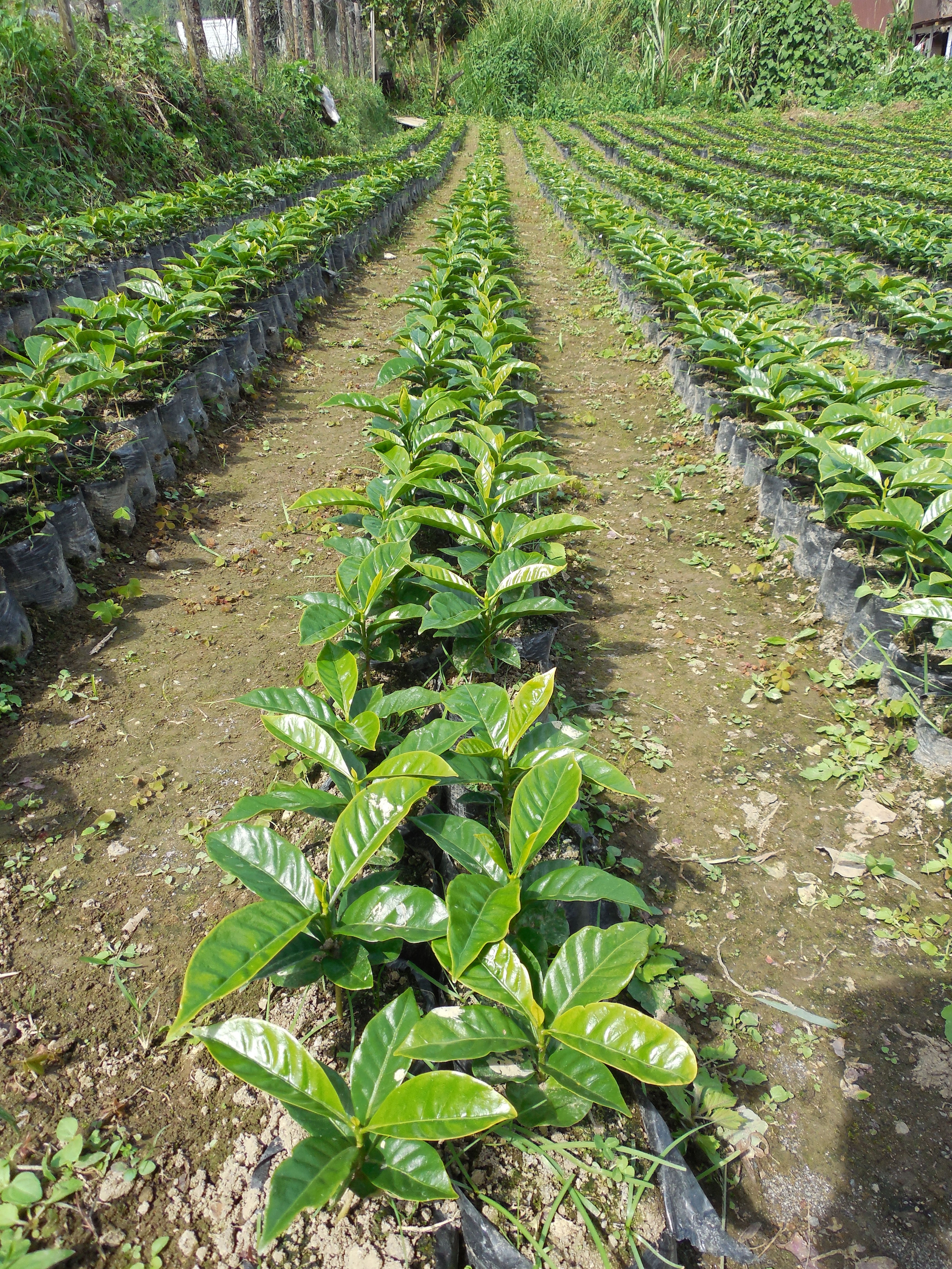 caff-corsini-ethiopia-natural-100-arabica-caf-moulu-250g-carton-de-12 image 6